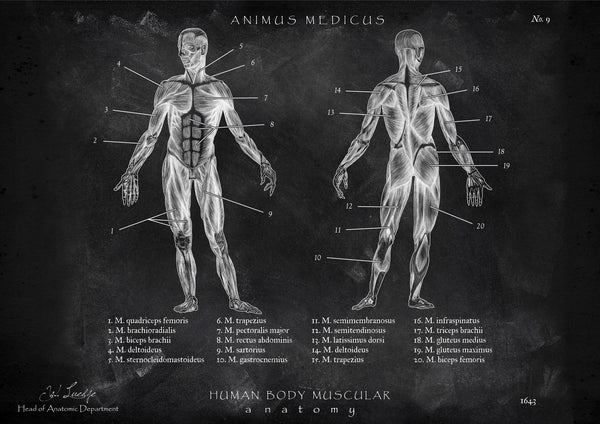 Muskeln Anatomie - Chalkboard
