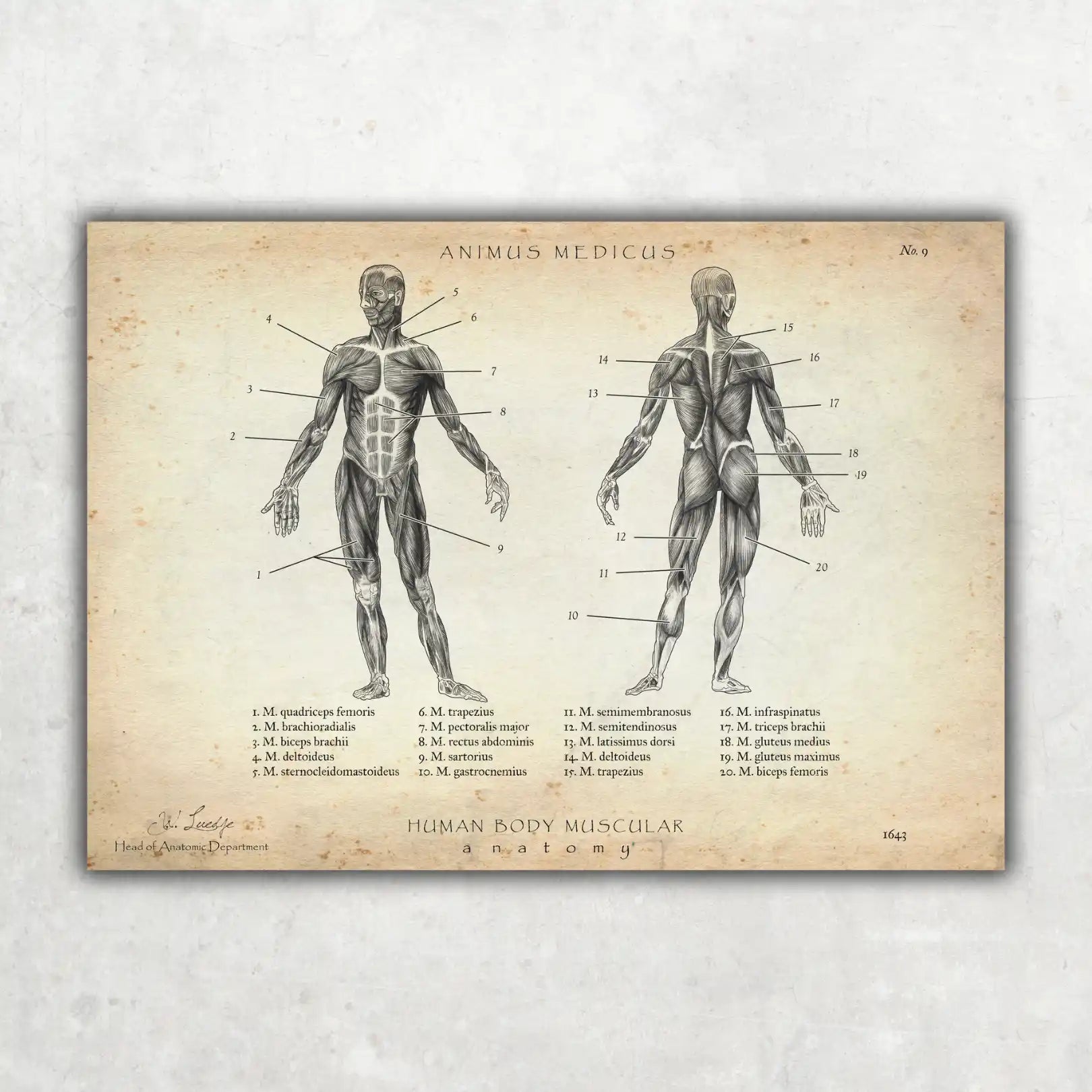 Physio Praxis Starter Set