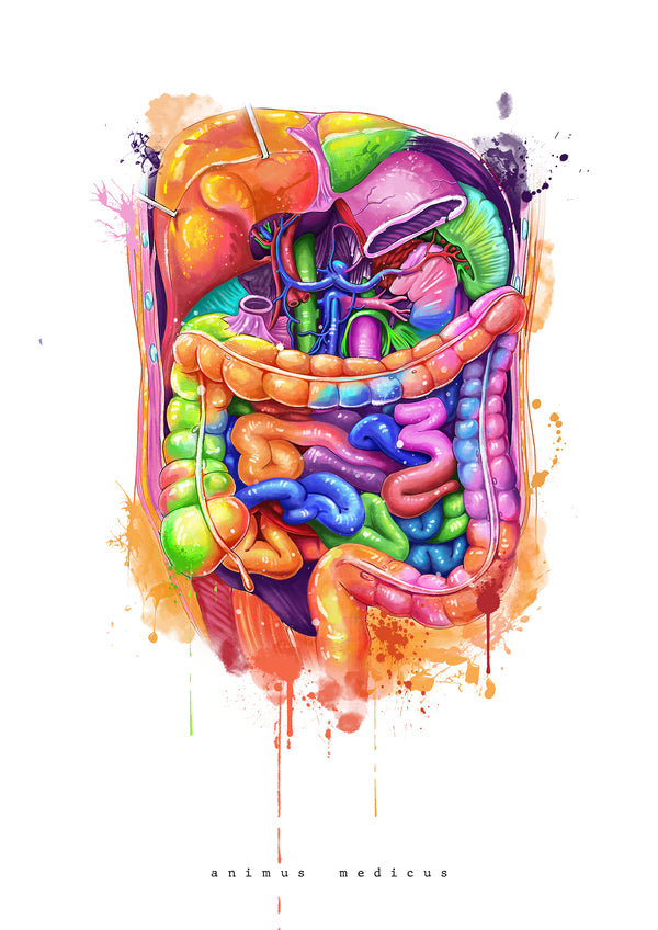 Abdomen Anatomie - Rainbow