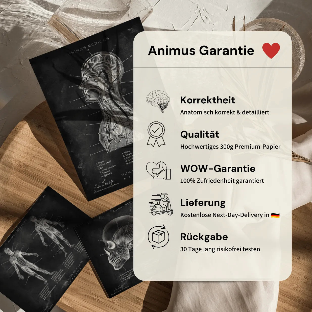 Rücken Anatomie | Knochen und Muskeln - Chalkboard