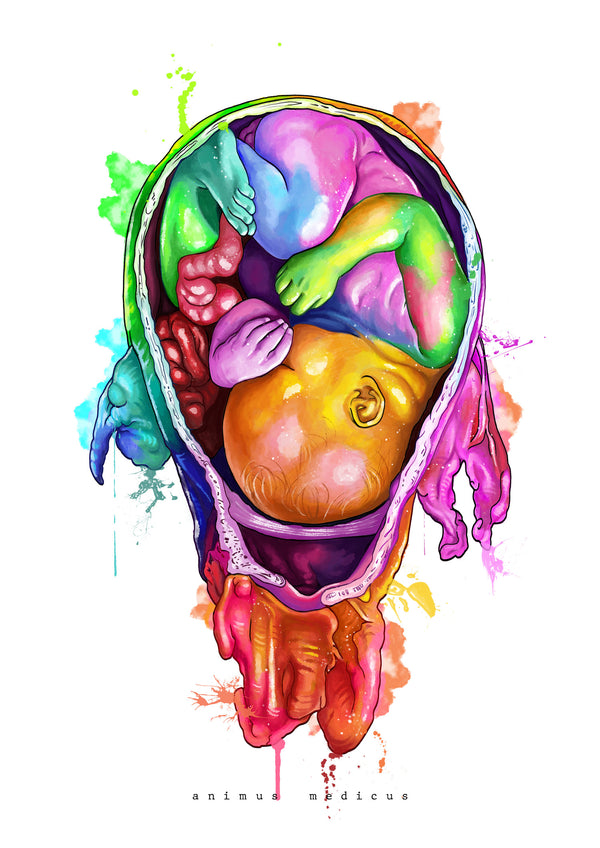 Baby Anatomie - Rainbow