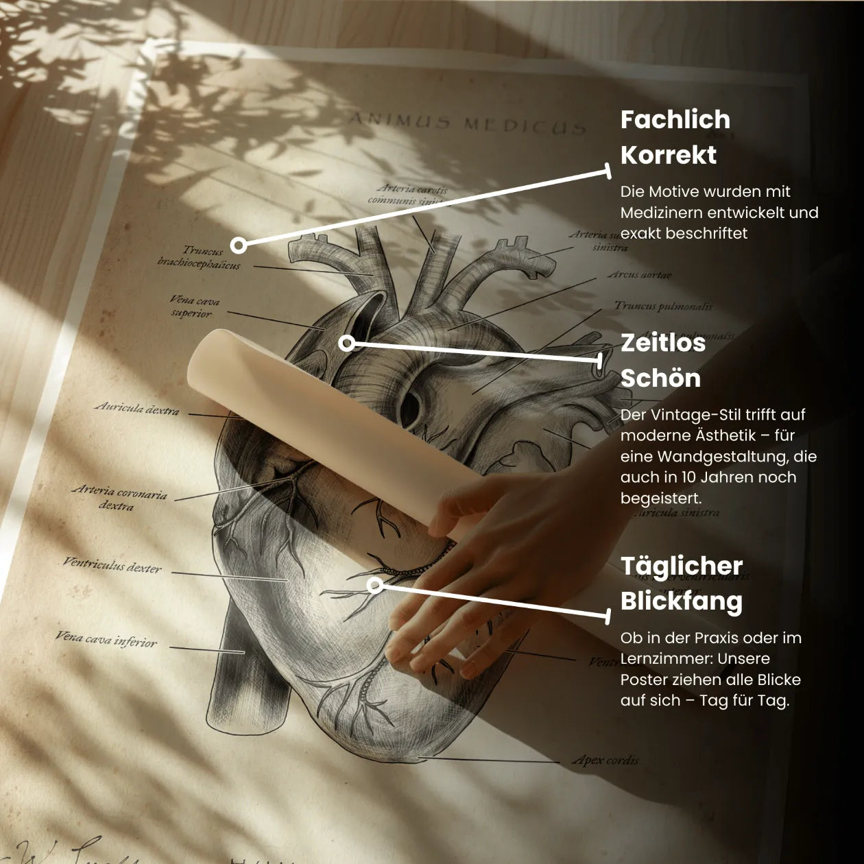 Herz Anatomie