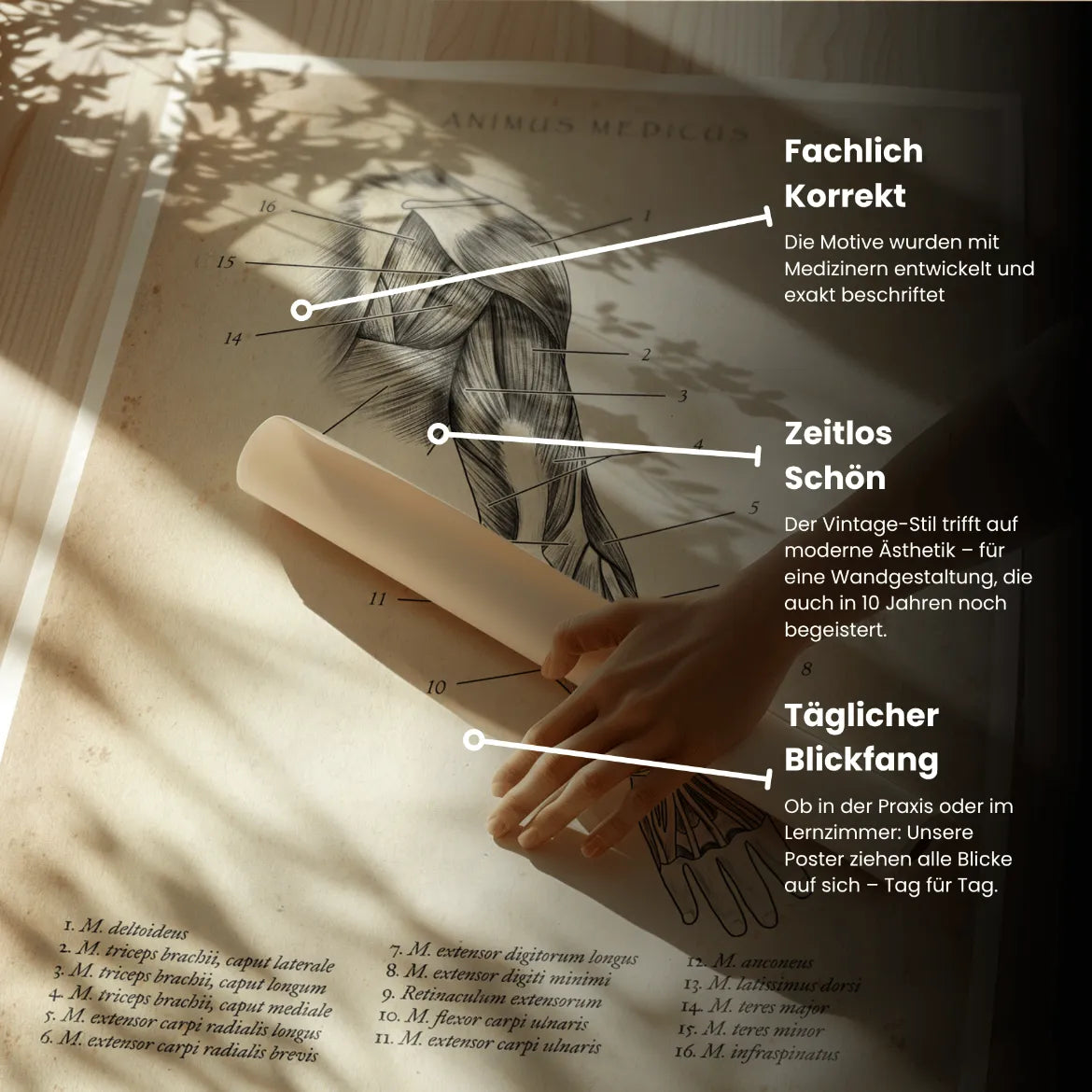 Arm Anatomie dorsal