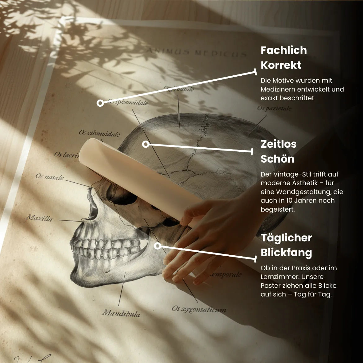 Schädelknochen Anatomie
