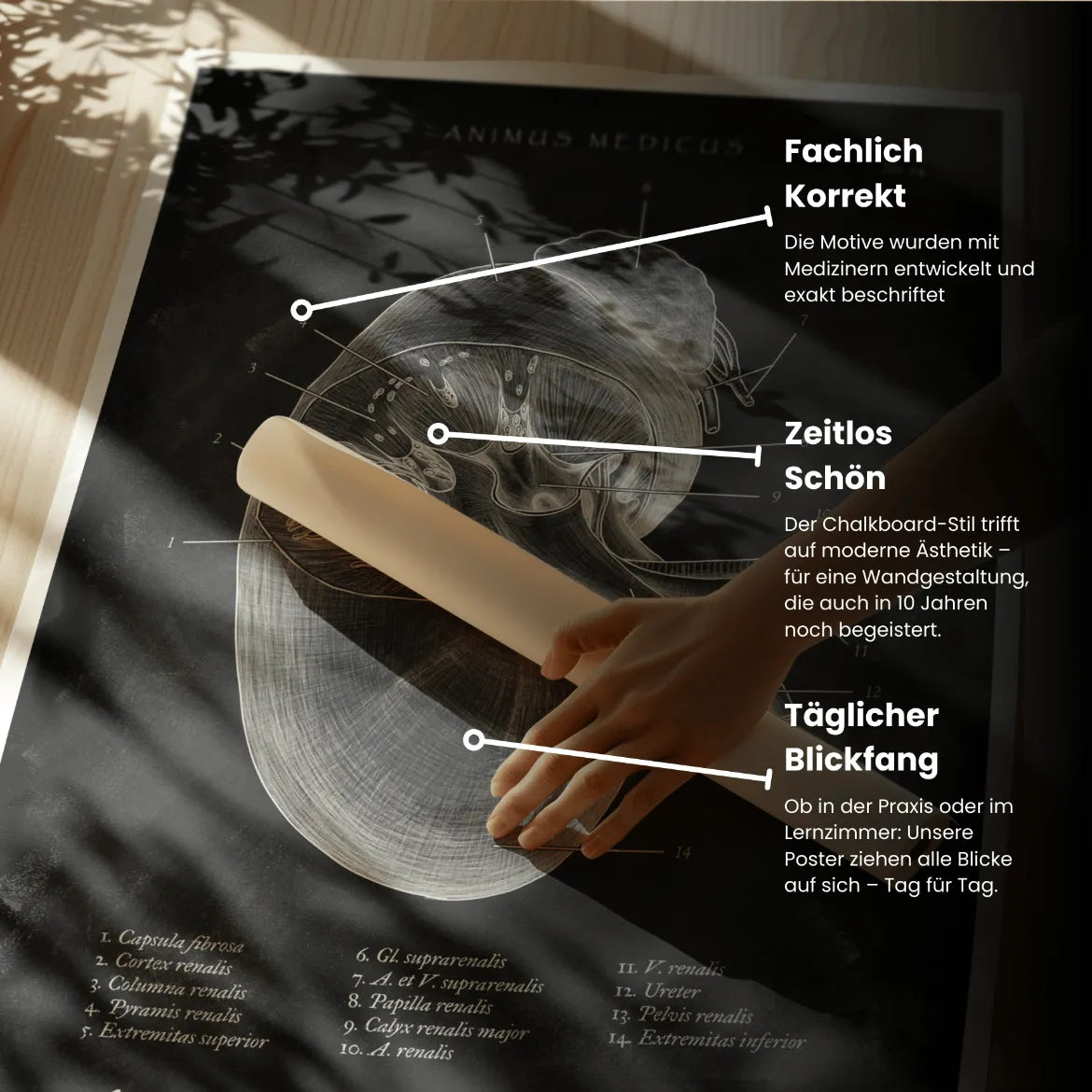 Nieren Anatomie - Chalkboard