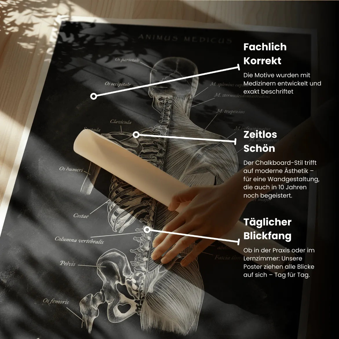 Rücken Anatomie | Knochen und Muskeln - Chalkboard