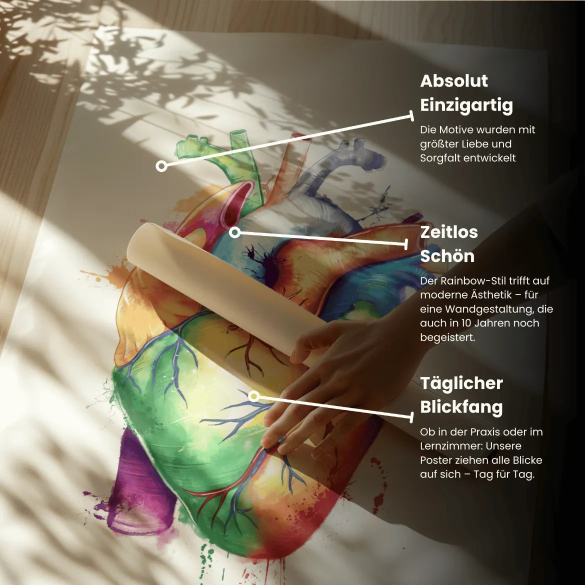Herz Anatomie - Rainbow