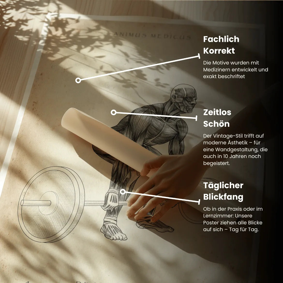 Deadlift Anatomy Poster