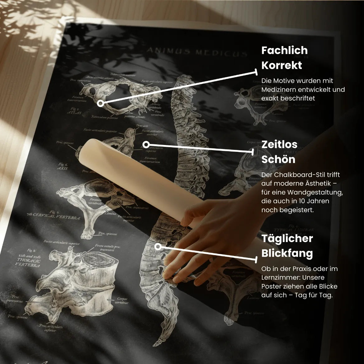 Wirbelkörper Anatomie - Chalkboard