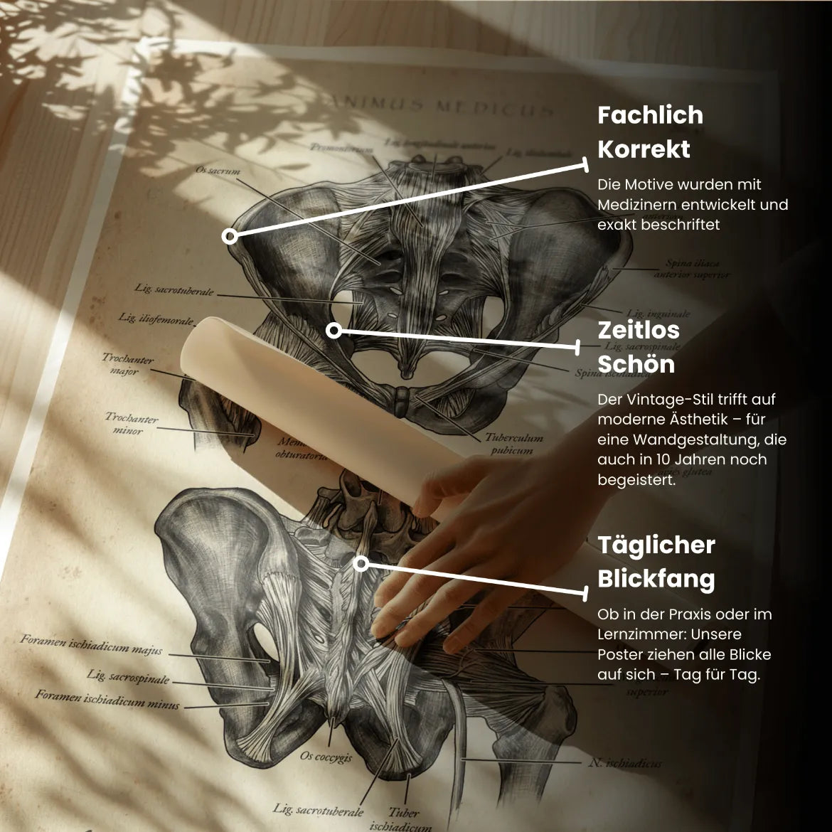 Hüftgelenk Anatomie