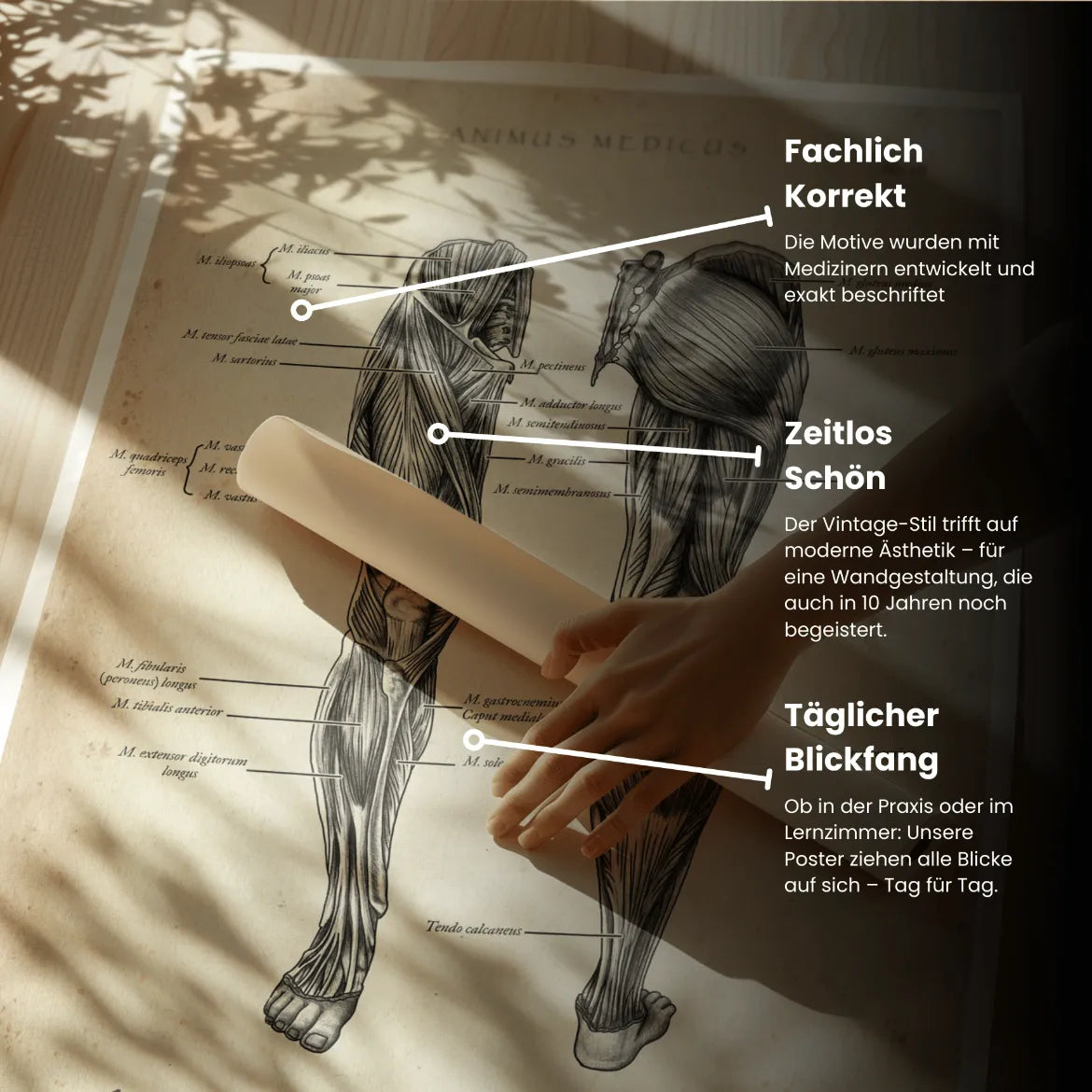 Beinmuskulatur Anatomie