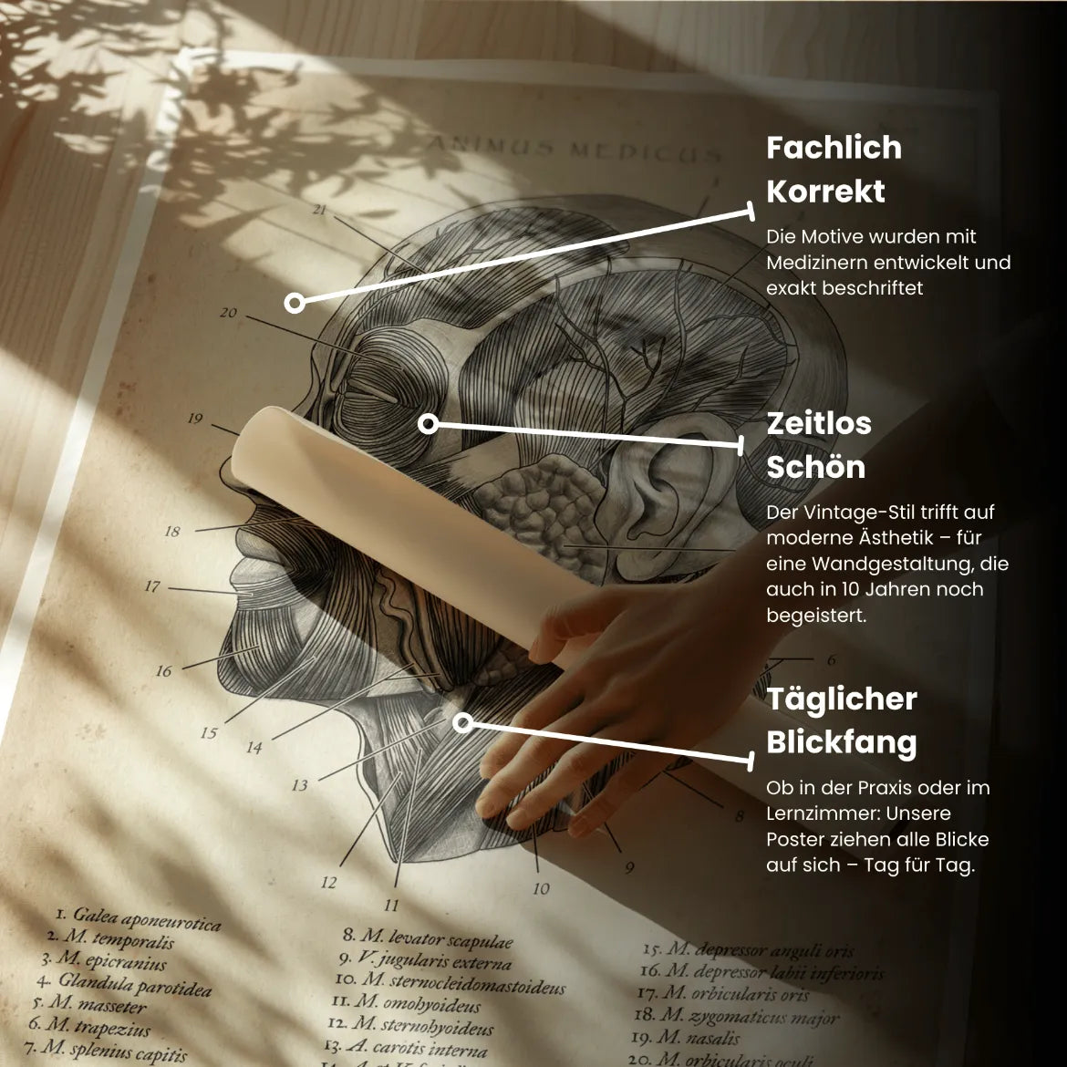 Die Gesicht Anatomie