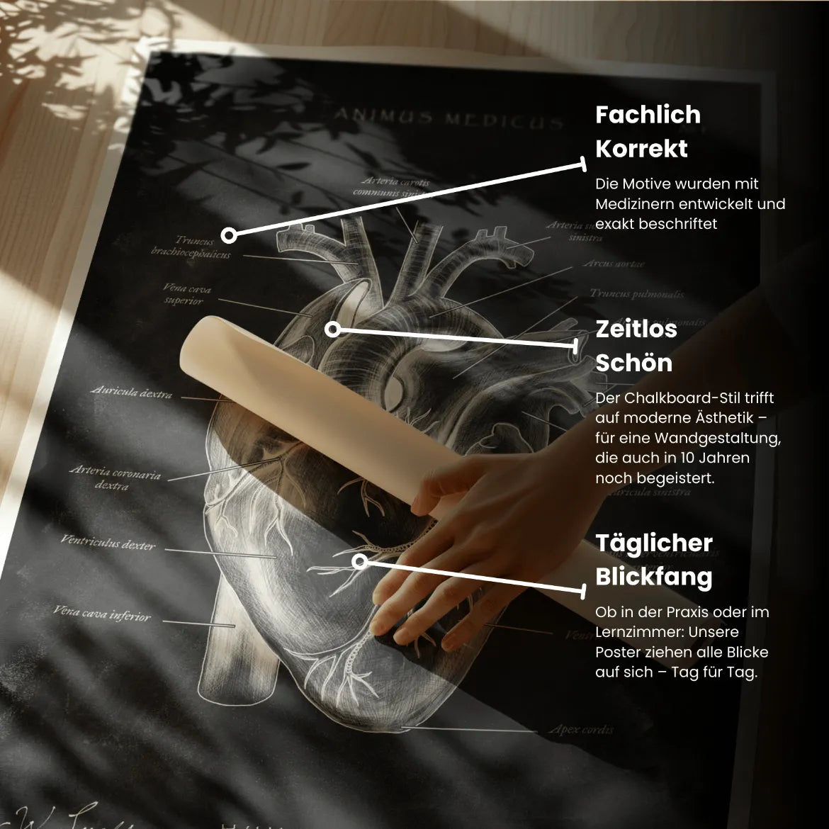 Herz Anatomie - Chalkboard