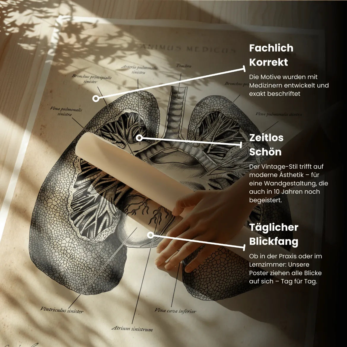 Lungen Anatomie