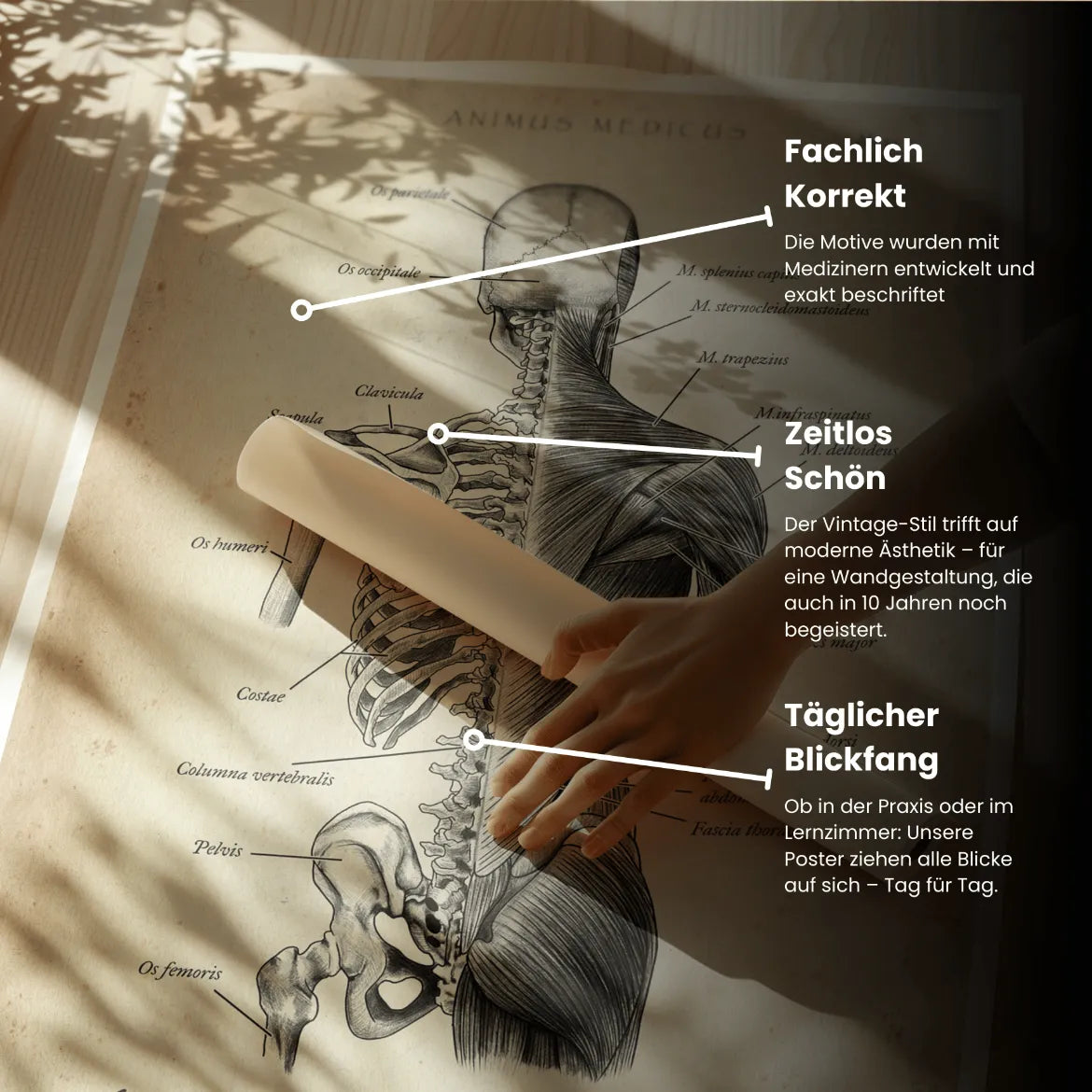 Rücken Anatomie | Knochen und Muskeln