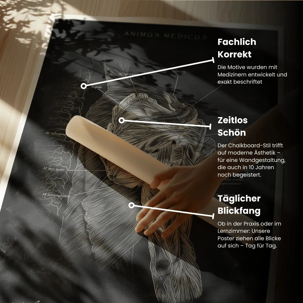 Rotatorenmanschette Anatomie - Chalkboard