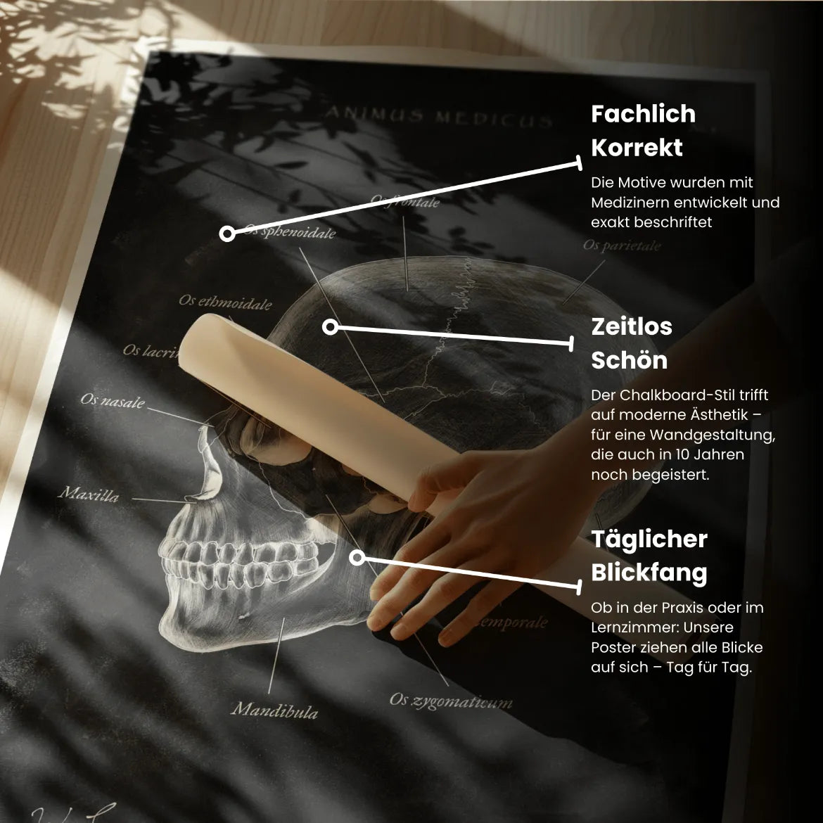 Skull Bone Anatomy - Chalkboard