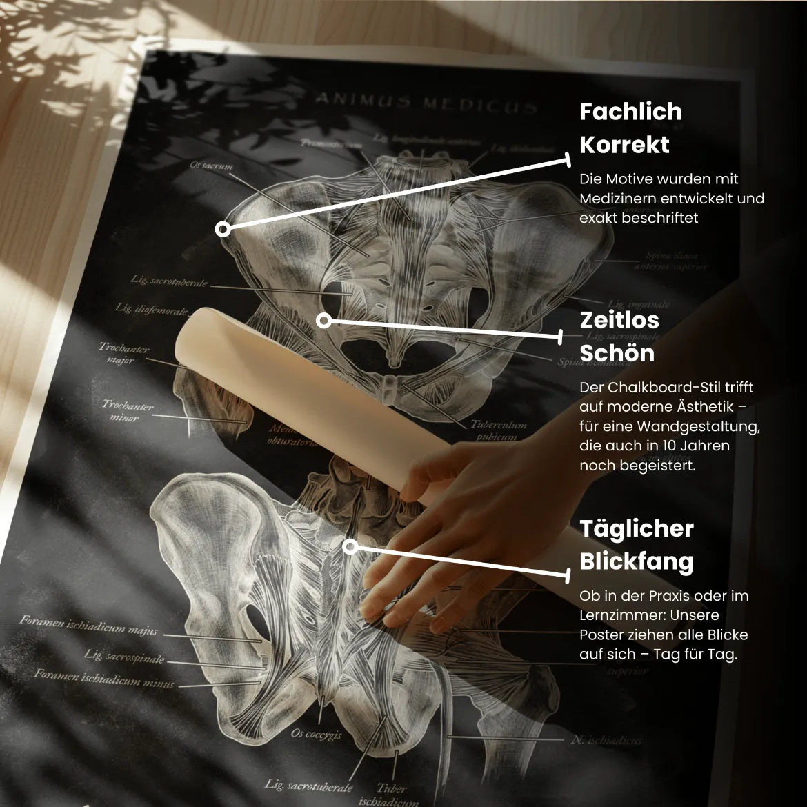 Hüftgelenk Anatomie - Chalkboard