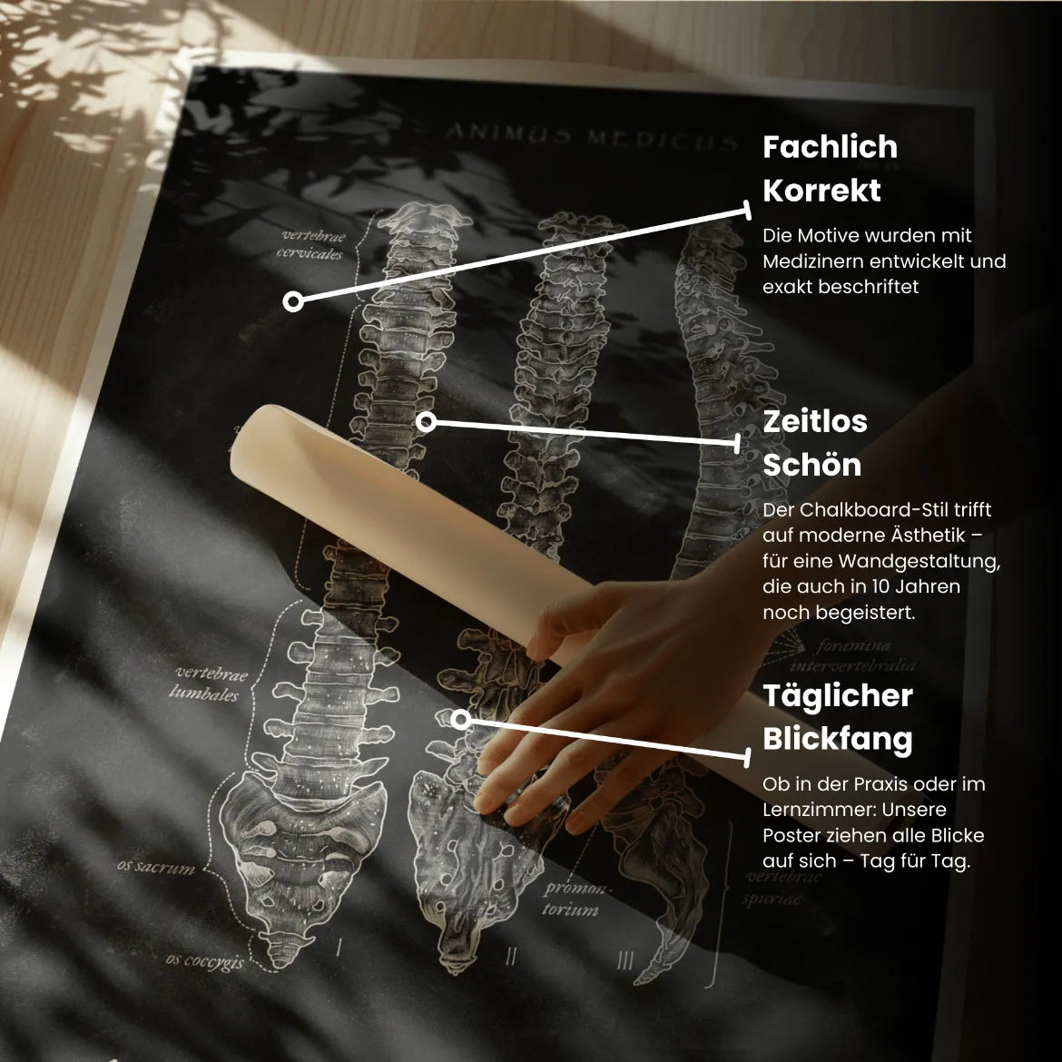 Wirbelsäule | Aufbau und Anatomie - Chalkboard