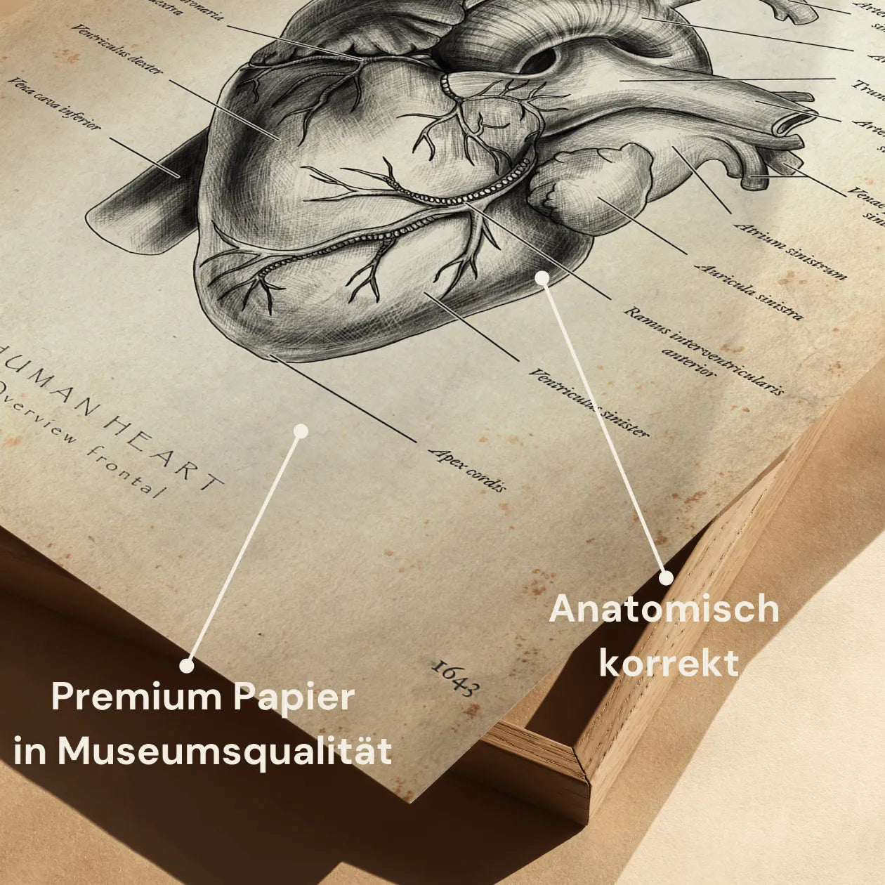 Herz Anatomie