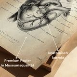 Herz Anatomie