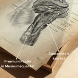 Rotator Cuff Anatomy