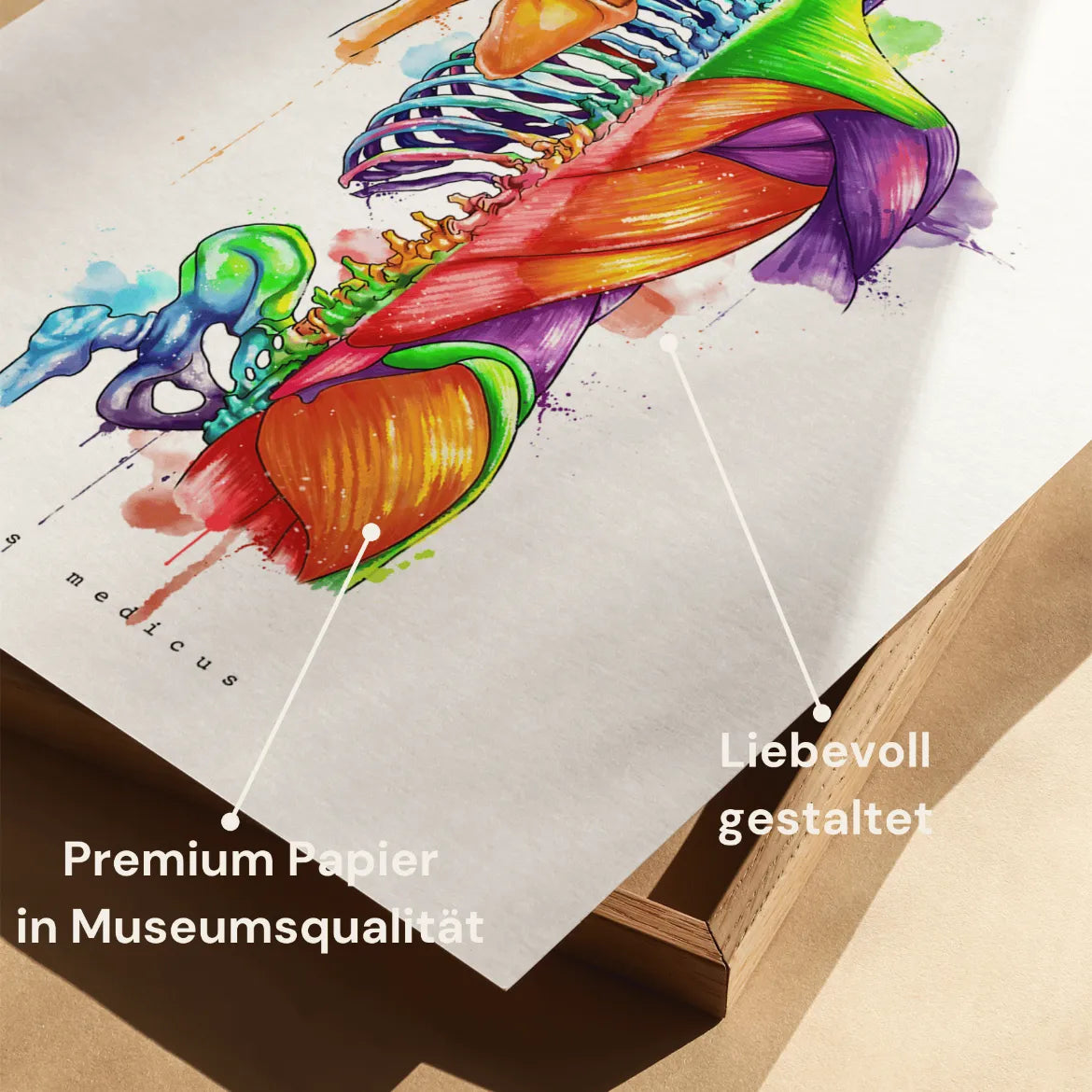Rücken Anatomie - Rainbow