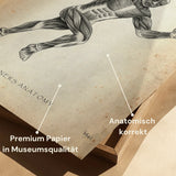 Läufer Anatomie Poster