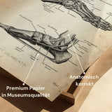 Foot Supports