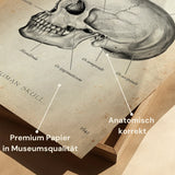 Skull Bone Anatomy