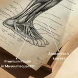 Lower Leg Muscles
