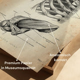 Shoulder Joint Anatomy