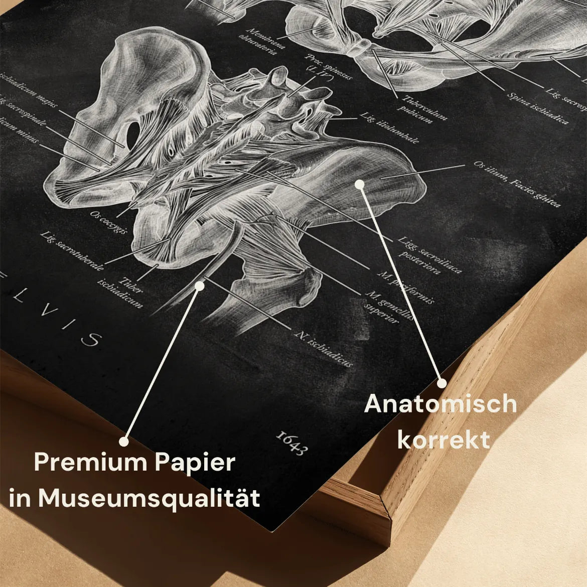 Hüftgelenk Anatomie - Chalkboard