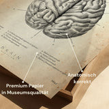 The human brain