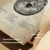 Schädelbasis Anatomie