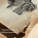 Shoulder Muscles