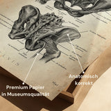 Hip Joint Anatomy