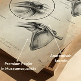 Shoulder Impingement