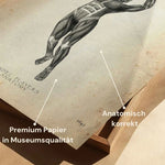 Padel Tennis Anatomie