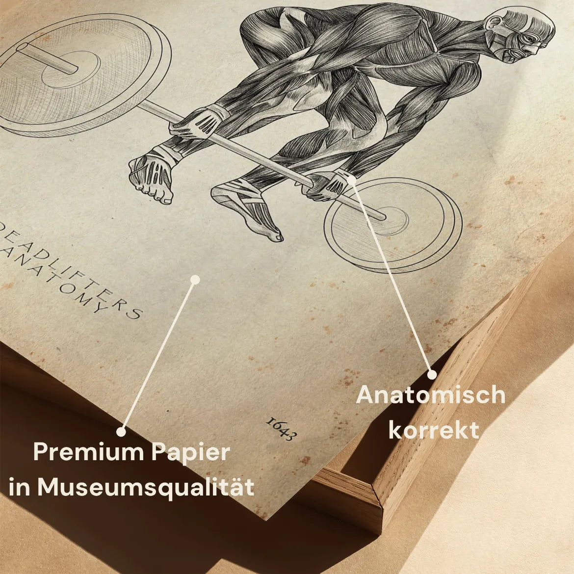 Deadlift Anatomy Poster