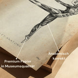 Ballett Anatomie Poster
