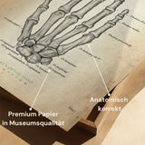 Hand Bone Anatomy