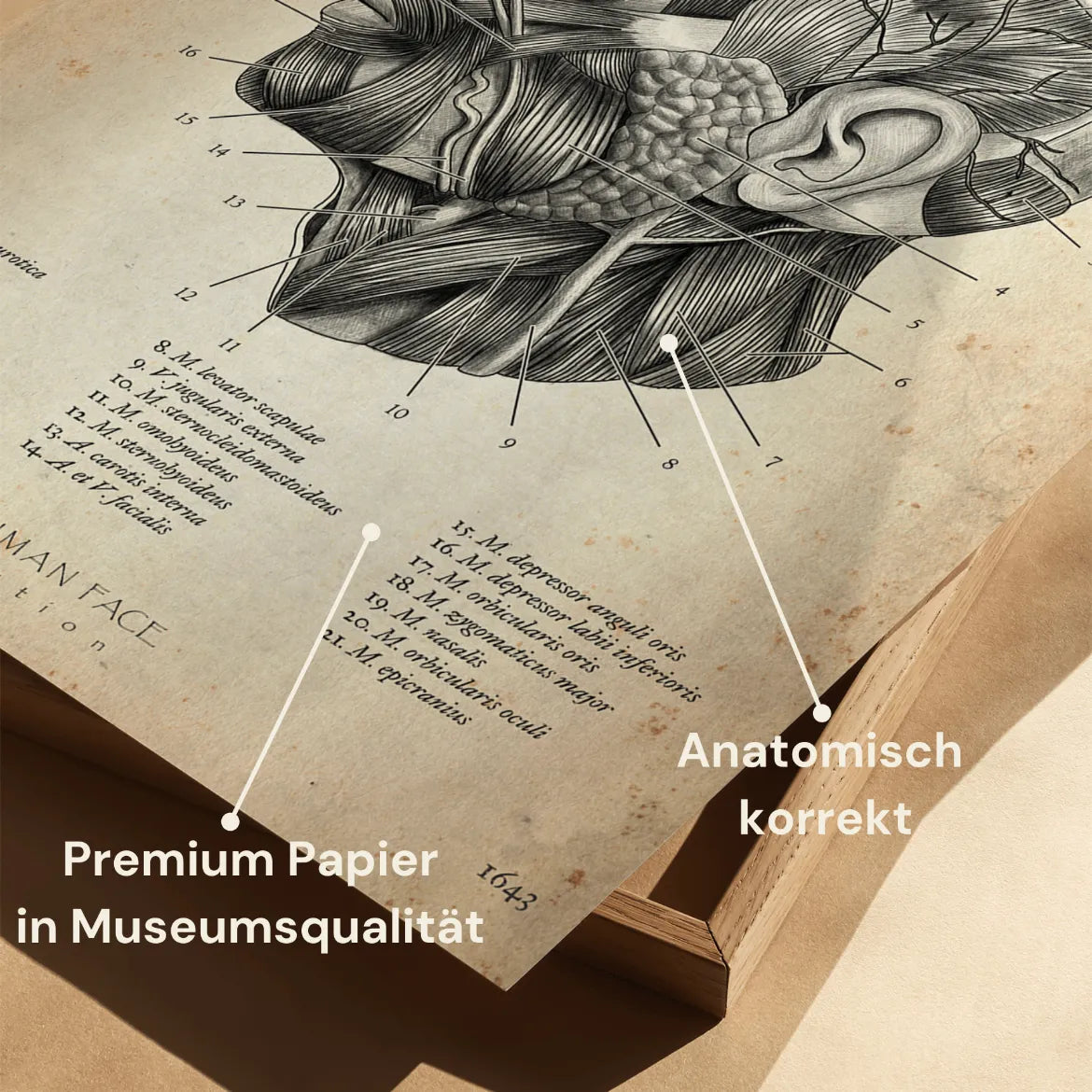 Die Gesicht Anatomie