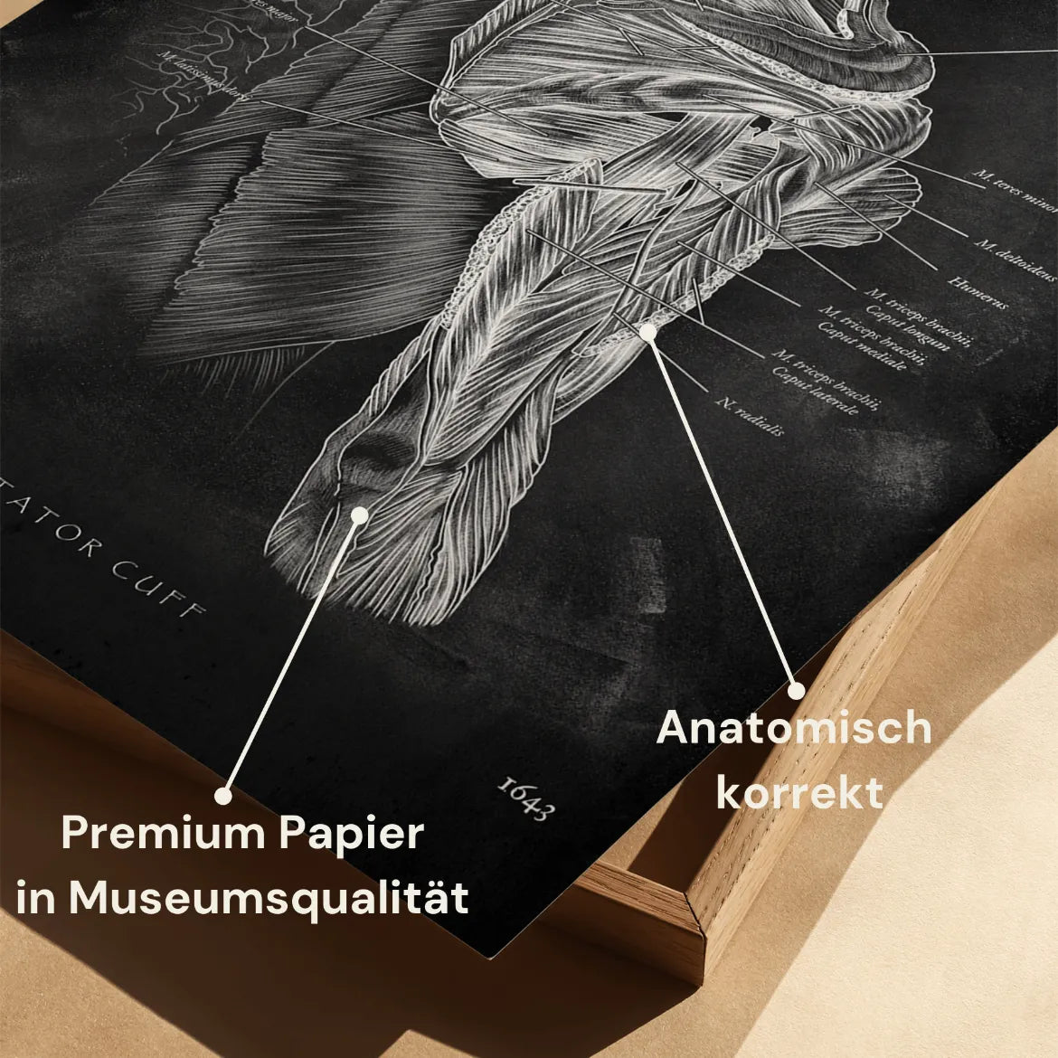 Rotatorenmanschette Anatomie - Chalkboard