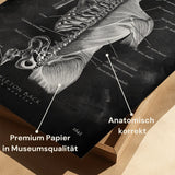 Rücken Anatomie | Knochen und Muskeln - Chalkboard