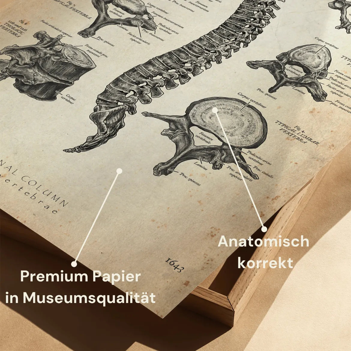 Wirbelkörper Anatomie