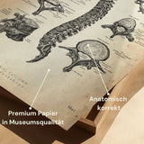 Vertebral Body Anatomy