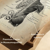 Rücken Anatomie | Knochen und Muskeln