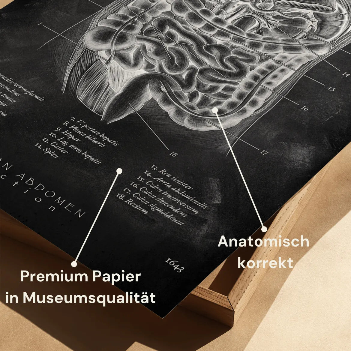 Der Bauch im Schnitt - Chalkboard