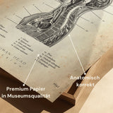 Thorax Anatomy